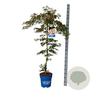 Acer Ice Dragon 125-150 cm 15L