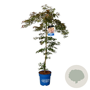 Acer Ice Dragon 125-150 cm 15L