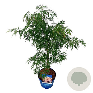 Acer Ice Dragon 50-60 cm 5,0L