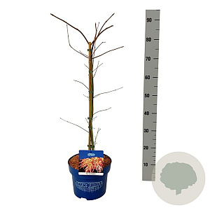 Acer Ice Dragon 50-60 cm 5,0L