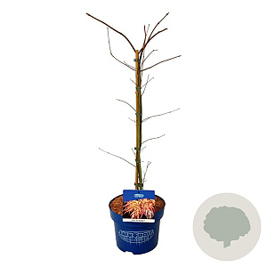 Acer Ice Dragon 50-60 cm 5,0L