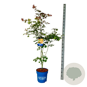 Acer North Wind 125-150 cm 15L