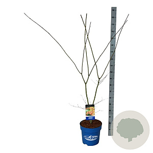 Acer North Wind 125-150 cm 15L
