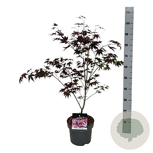 Acer pal. 'Atropurpureum' 50-60 cm 4,5L