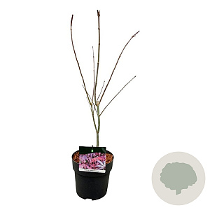 Acer pal. 'Atropurpureum' 50-60 cm 4,5L
