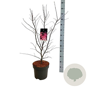 Acer pal. 'Bloodgood' 80-100 cm 10L