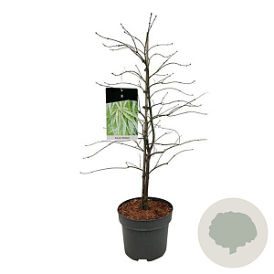 Acer pal. 'Dissectum' 80-100 cm 10L