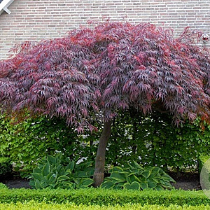 Acer pal. 'Garnet' 100-125 cm 14L