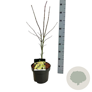 Acer pal. 'Osakazuki' 50-60 cm 5,0L