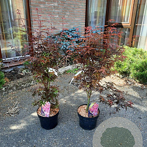 Acer pal. 'Skeeter's Broom' 60-80 cm 5,0L