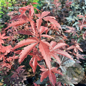 Acer pal. 'Skeeter's Broom' 60-80 cm 5,0L