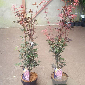 Acer pal. 'Skeeter's Broom' 60-80 cm 5,0L