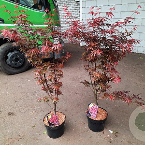 Acer pal. 'Skeeter's Broom' 60-80 cm 5,0L
