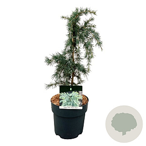 Cedrus deod. 'Feelin' Blue' 30-40 cm 5,0L