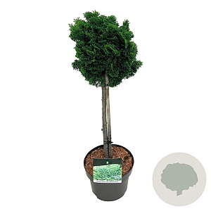 Chamaecyparis o. 'Nana Gracilis' 40 cm stam 4,5L
