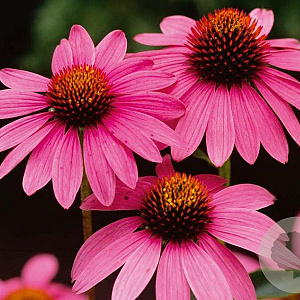 Echinacea purpurea GM P9