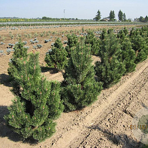 Pinus mugo 'Columnaris' 25-30 cm 4,5L