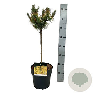 Pinus mugo 'Golden Glow' 40 cm stam 5,0L