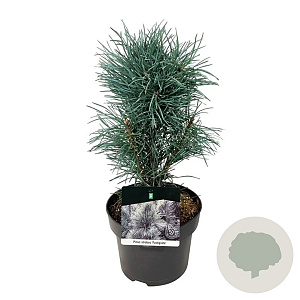 Pinus sylv. 'Fastigiata' 30-40 cm 4,5L