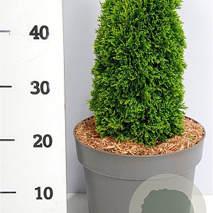 Thuja occ. 'Maks' 25-30 cm 4,5L