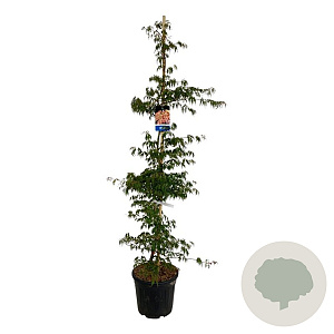 Acer Ice Dragon 175-200 cm 30L extra