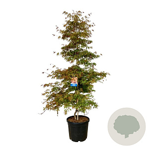 Acer Ice Dragon 200-225 cm cont. 55L extra