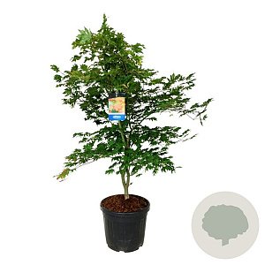 Acer North Wind 125-150 cm cont. 55L extra