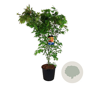 Acer North Wind 150-175 cm 30L extra