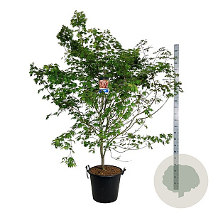 Acer North Wind 200-225 cm cont. 55L extra