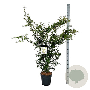 Acer palmatum 125-150 cm 15L