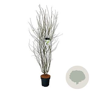 Acer palmatum 125-150 cm 15L