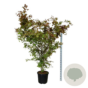 Acer pal. Brown Sugar 225-250 cm cont. 55L extra