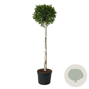 Betula p. Magical Globe 180 cm stam cont. 110L extra