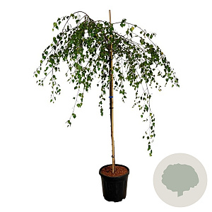 Betula p. 'Youngii' 120 cm stam 15L