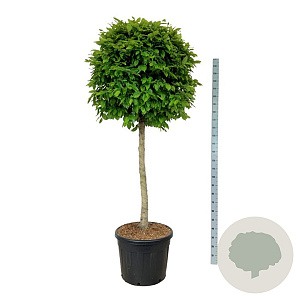 Carpinus betulus 125 cm stam cont. 90L