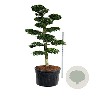 Carpinus betulus 225-250 cm cont. 500L bonsai