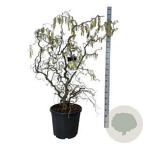 Corylus a. 'Contorta' 125-150 cm cont. 55L extra
