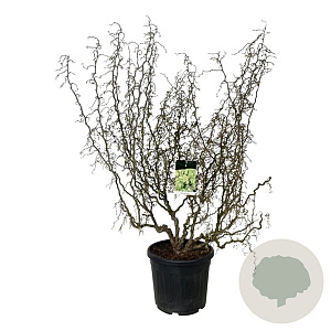 Corylus a. Medusa 150-175 cm cont. 55L extra
