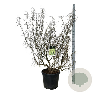 Corylus a. Medusa 150-175 cm cont. 55L extra