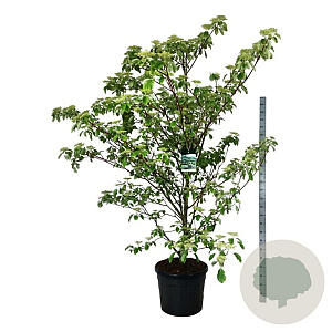 Cornus controversa 'Pagoda' 175-200 cm cont. 90L extra