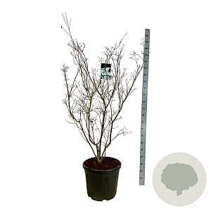 Cornus k. 'China Girl' 150-175 cm cont. 55L extra