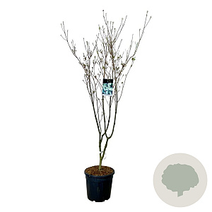 Cornus k. 'China Girl' 175-200 cm 30L extra