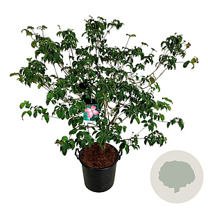 Cornus k. 'Satomi' 100-125 cm 30L extra