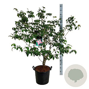 Cornus k. 'Satomi' 100-125 cm 30L extra
