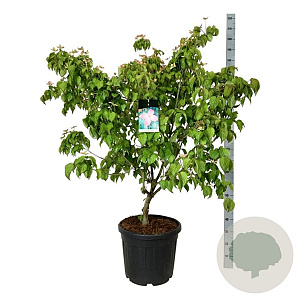 Cornus k. 'Satomi' 125-150 cm cont. 55L extra