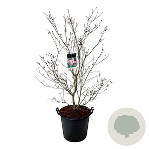 Cornus k. 'Satomi' 125-150 cm cont. 55L extra