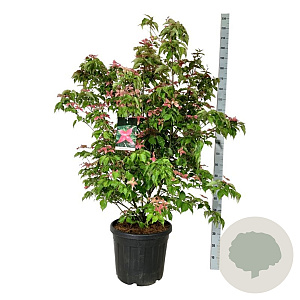 Cornus k. Scarlet Fire 125-150 cm cont. 55L extra