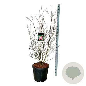 Cornus k. Scarlet Fire 125-150 cm cont. 55L extra