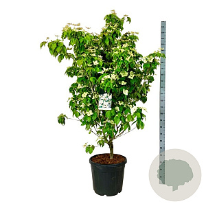 Cornus k. 'Teutonia' 150-175 cm cont. 55L extra