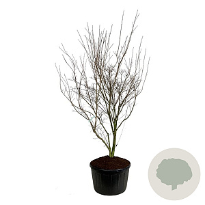 Cornus k. 'Weisse Fontaine' 250-300 cm cont. 285L solitair